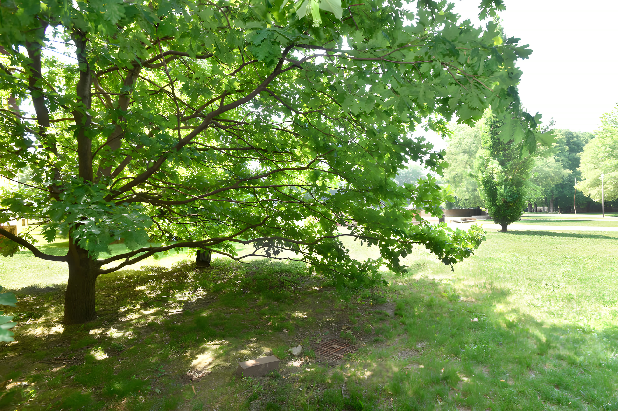 Il Parco della Musica, scorcio del verde &mdash; immagine 8